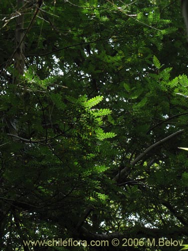 Image of Weinmannia trichosperma (Tineo / Palo santo). Click to enlarge parts of image.